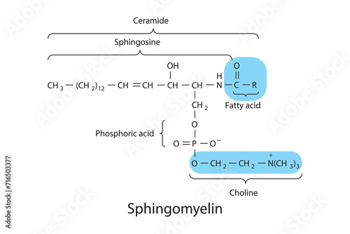 Schematic molecular structure of sphingomyelin molecule. White Scientific vector illustration.