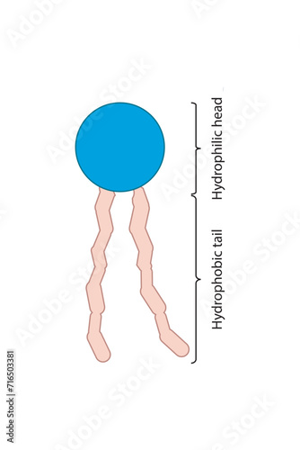 Simplified schematic structure of phospholipid - polar head group, non polar tail.  Scientific vector illustration.