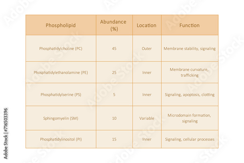 Table showing Phospholipids types, membrane abundance, location, function and dietary sources - including PC, PE, PS, SM, cholesterol. Yellow scientific vector illustration.