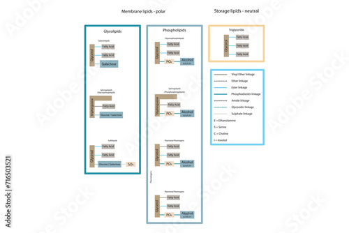 Diagram showing classification of lipids - storage lipids, membrane lipids - phospholipid, glycolipid, sulfolipid, etc, including chemical linkages Yellow and blue scientific vector illustration.