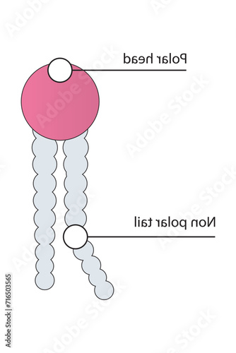 Simplified schematic structure of phospholipid - polar head group, non polar tail.  Scientific vector illustration.