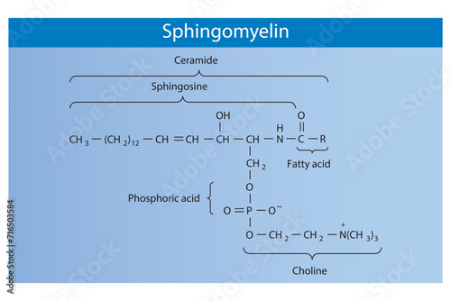 Schematic molecular structure of sphingomyelin molecule. Pink Scientific vector illustration.
