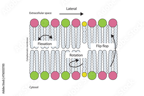 Diagram showing phospholipid mobilty across membrane - Transverse diffusion, lateral movement, rotation and flexation schematic drawing.   Scientific vector illustration.