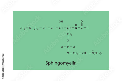 General schematic structure of phospholipid - polar head group, non polar tail, fatty acids and glycerol molecular diagram.  Scientific vector illustration.