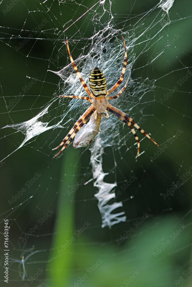 Wasp spider and prey on web in close up Wasp spider and prey on web in close up