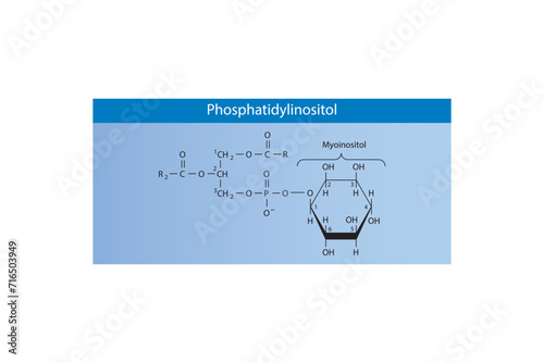 Molecular schematic structure of Cardiolipin (diphosphatidylglycerol). Blue Scientific vector illustration.