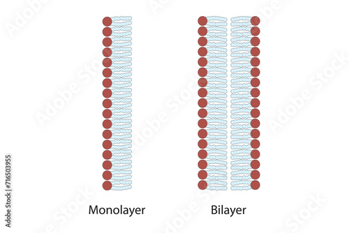 Diagram showing phospholipid structures - monolayer and bilayer. Blue scientific vector illustration.