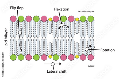 Diagram showing phospholipid mobilty across membrane - Transverse diffusion, lateral movement, rotation and flexation schematic drawing.   Scientific vector illustration.