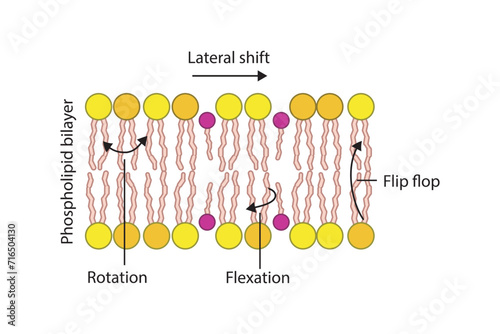 Diagram showing phospholipid mobilty across membrane - Transverse diffusion, lateral movement, rotation and flexation schematic drawing.   Scientific vector illustration.