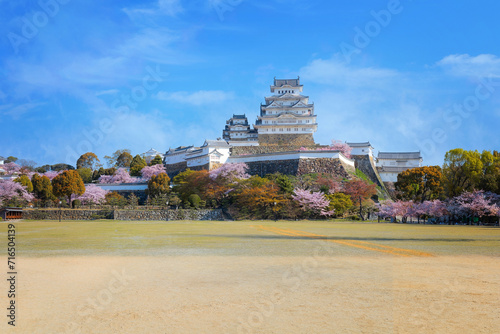 Scenic full bloom cherry blossom at Himeji castle in Hyogo, Japan photo