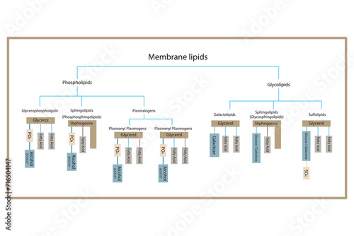 Diagram showing classification of lipids - storage lipids, membrane lipids - phospholipid, glycolipid, sulfolipid and more. Yellow and blue scientific vector illustration.