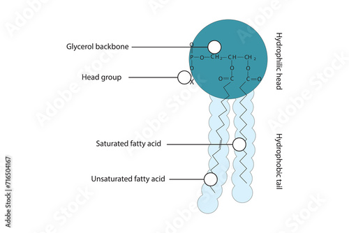 General schematic structure of phospholipid - polar head group, non polar tail, fatty acids and glycerol molecular diagram.  Scientific vector illustration. photo