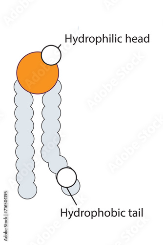 Simplified schematic structure of phospholipid - polar head group, non polar tail.  Scientific vector illustration.