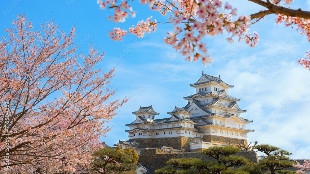Scenic full bloom cherry blossom at Himeji castle in Hyogo, Japan Scenic full bloom cherry blossom at Himeji castle in Hyogo, Japan
