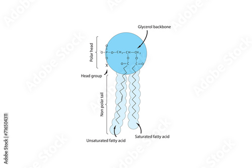General schematic structure of phospholipid - polar head group, non polar tail, fatty acids and glycerol molecular diagram.  Scientific vector illustration.