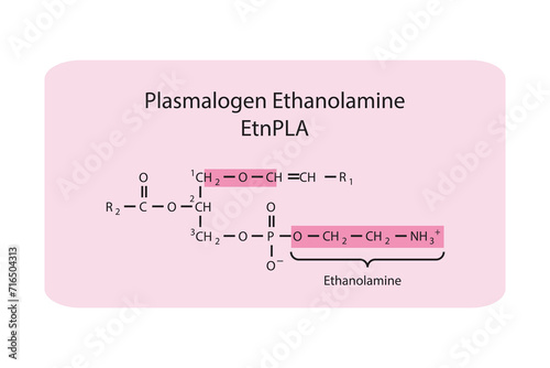 Molecular structure of LPlasmalogen Ethanolamine - EtnPLA Green Scientific vector illustration.