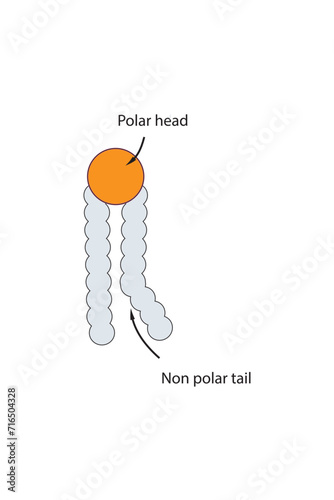 Simplified schematic structure of phospholipid - polar head group, non polar tail.  Scientific vector illustration.