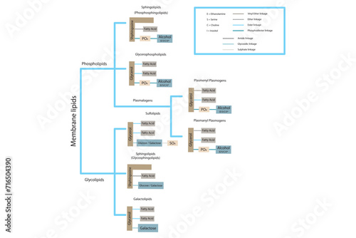 Diagram showing classification of lipids - storage lipids, membrane lipids - phospholipid, glycolipid, sulfolipid and more. Yellow and blue scientific vector illustration.