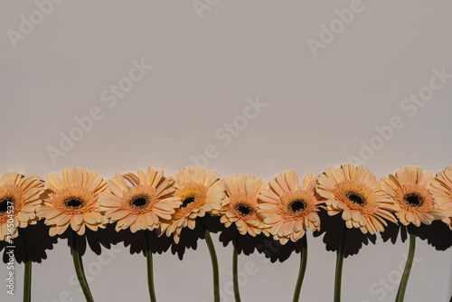 Beautiful pastel peachy gerbera flowers. Aesthetic minimal floral composition with copy space © Floral Deco