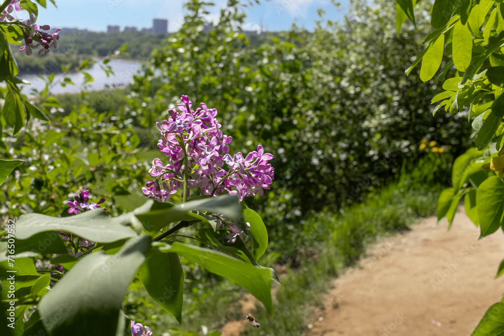 Fototapeta premium branch of Lilacs by roadside against Spring landscape with river bend on sunny May afternoon