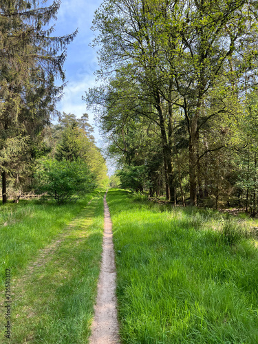 Mountain bike path at the Drents-Friese Wold National Park photo