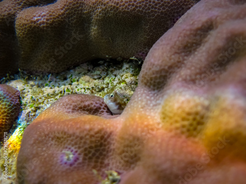 Parablennius marmoreus peeks out from behind coral in the expanse of the Red Sea coral reef photo