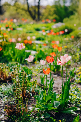 A spring garden featuring delicate tulips in bloom