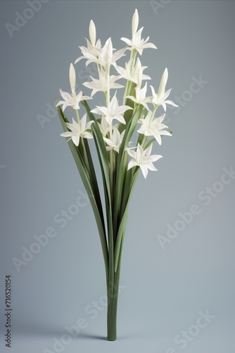 Elegant star flower stem on pastel background  aesthetic floral simplicity composition