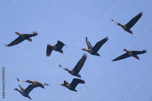 Flock of Black bellied whistling ducks, Dendrocygna autumnalis, Amazon Basin, Brazil photo