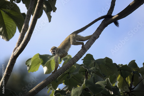 Collin's Squirrel Monkey, Saimiri collinsii, eating a fruit, Amazon basin, Brazil
