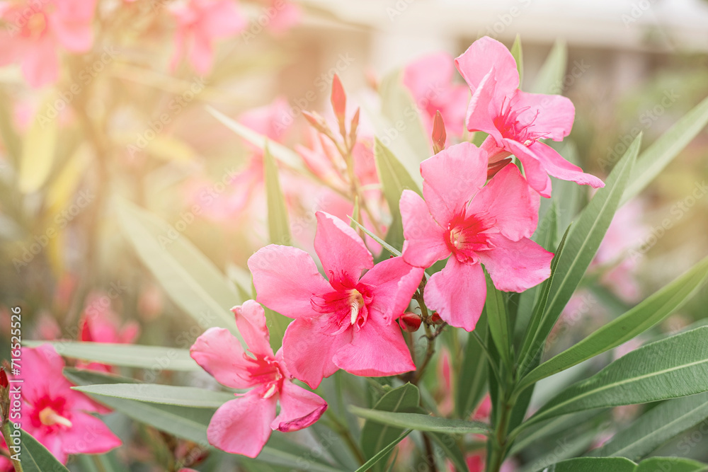 Obraz premium Pink Oleander flower in bloom, Nerium oleander. Flower background. Red tree blossom.