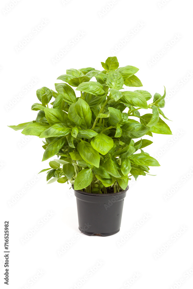 basil in a pot basil in a pot