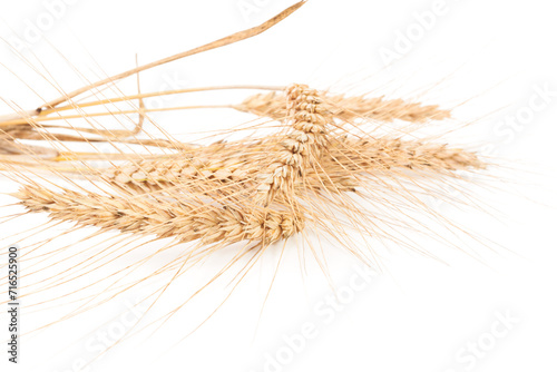 ears of wheat isolated on white