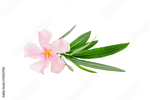 Beautiful pink oleander flowers isolated on white background. Natural floral background.