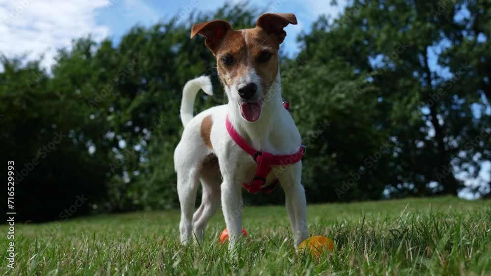 Cute active dog walking at green grass in park at summer day. Jack Russell Terrier portrait outdoors Cute active dog walking at green grass in park at summer day. Jack Russell Terrier portrait outdoors