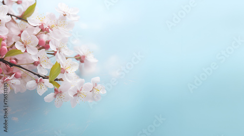 Macro close up of delicate artistic white flowers on a soft blue and pink background creating a floral spring summer border 