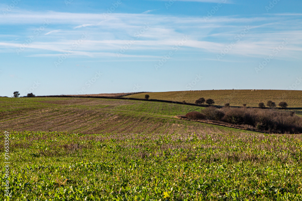 Crops growing in the South Downs in winter, with a blue sky overhead