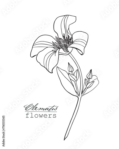 Line art Flowers clematis. Hand drawn sketch vector botanical illustration. Elegant black and white graphics element for design logo branding