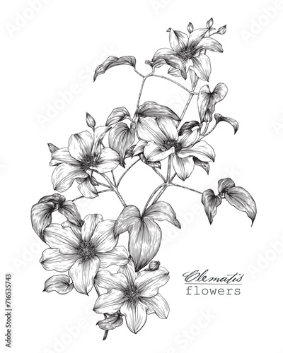 Vintage flowering branch Flowers clematis Hand drawn engraving sketch. Floral vector botanical illustration black and white. Graphics element for design. Elegant blooming twigs photo
