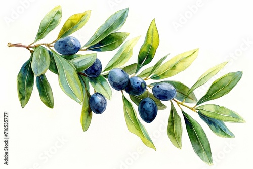 Mediterranean goodness: Watercolor illustration of fresh green olives and leaves, a healthy and organic delight.