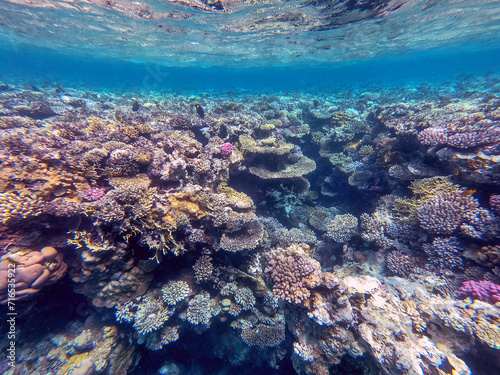 Underwater life of reef with corals and tropical fish. Coral Reef at the Red Sea, Egypt. © kostik2photo