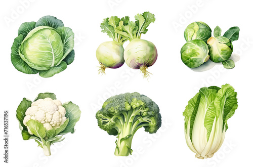 Watercolor set of assorted cabbages isolated on white background.