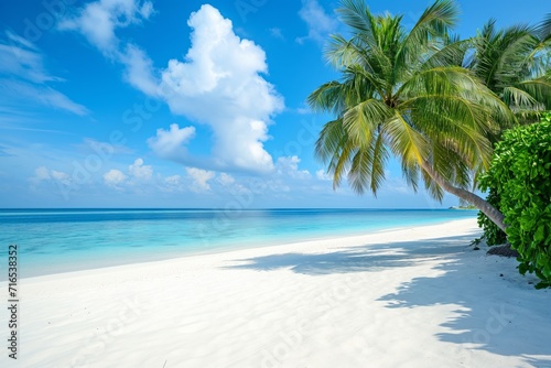 Palm tree on tropical paradise beach with blue sky and white sand with space for text