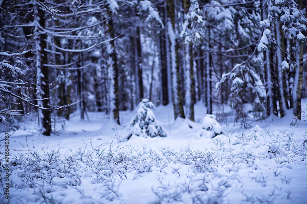 The forest is covered with snow. Frost and snowfall in the park. Winter snowy frosty landscape. The forest is covered with snow. Frost and snowfall in the park. Winter snowy frosty landscape.