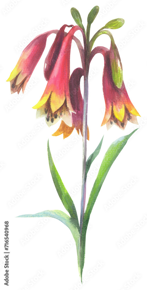 Blandfordia Images – Browse 45 Stock Photos, Vectors, and Video