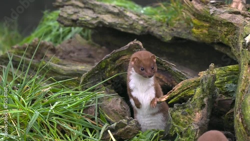 Juvenile Weasels Looking Out photo