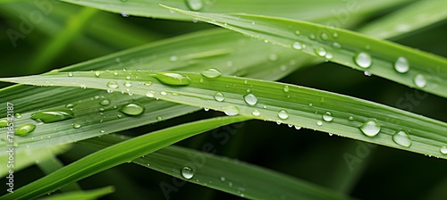 Raindrops glistening on the fresh, vibrant blades of green grass during a refreshing spring shower
