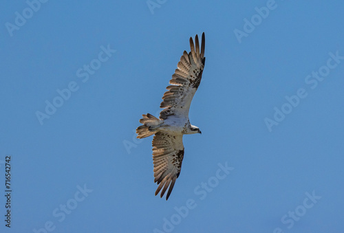 Eastern Osprey in flight in natural native environment © hyserb