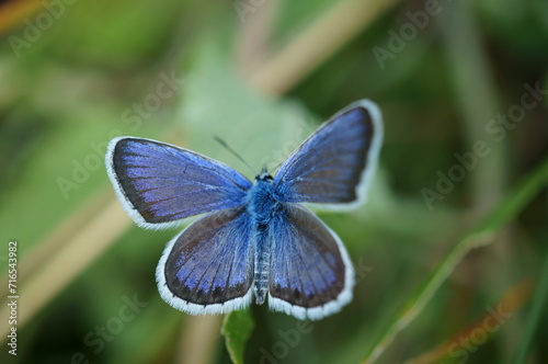 Beautiful blue butterfly on a flower. Golubyanka. Beauty is in nature.