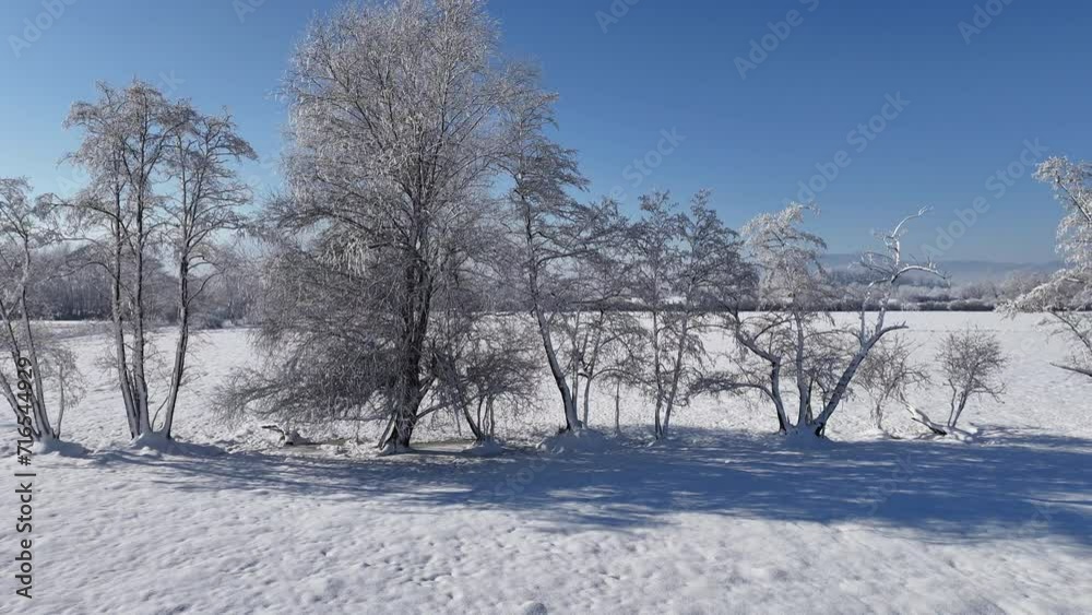 Aerial slow motion shot along the snowcapped trees on the snowy field in the winter morning sun Aerial slow motion shot along the snowcapped trees on the snowy field in the winter morning sun